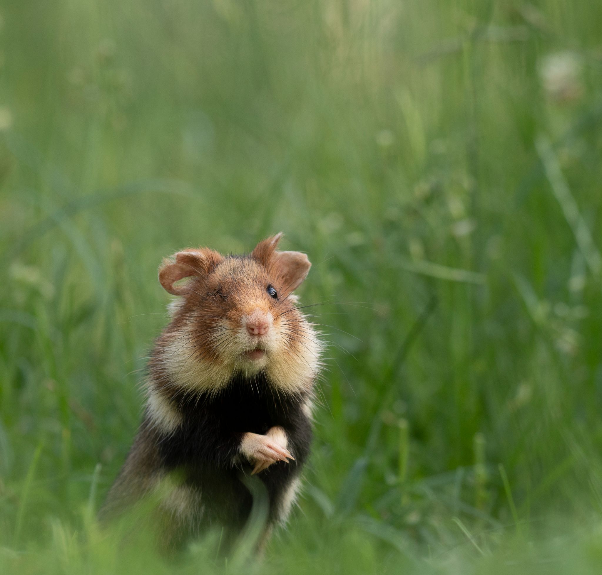 Feldhamster (Cricetus cricetus)